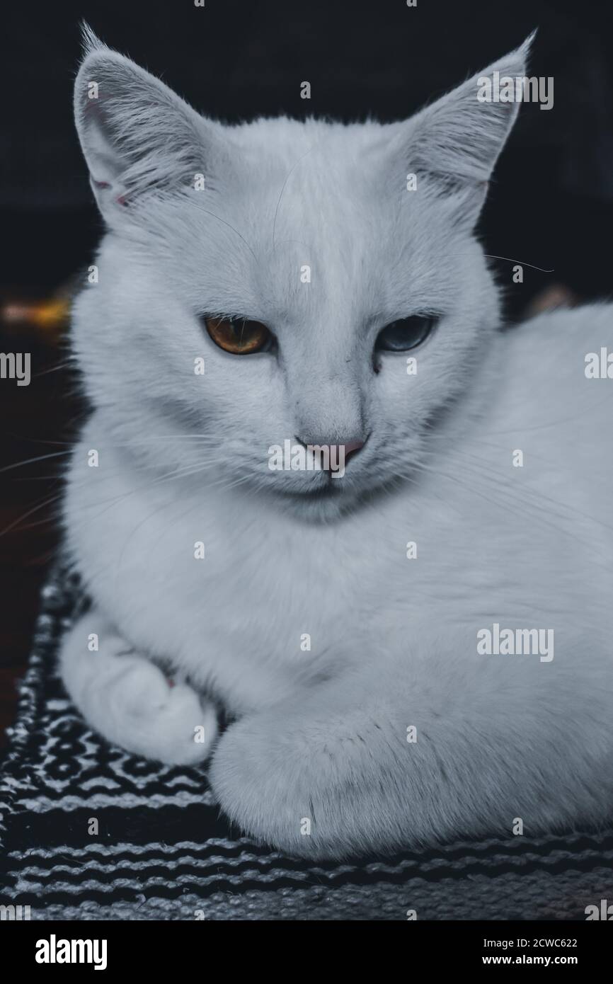 Closeup shot of a white cute cat face Stock Photo - Alamy