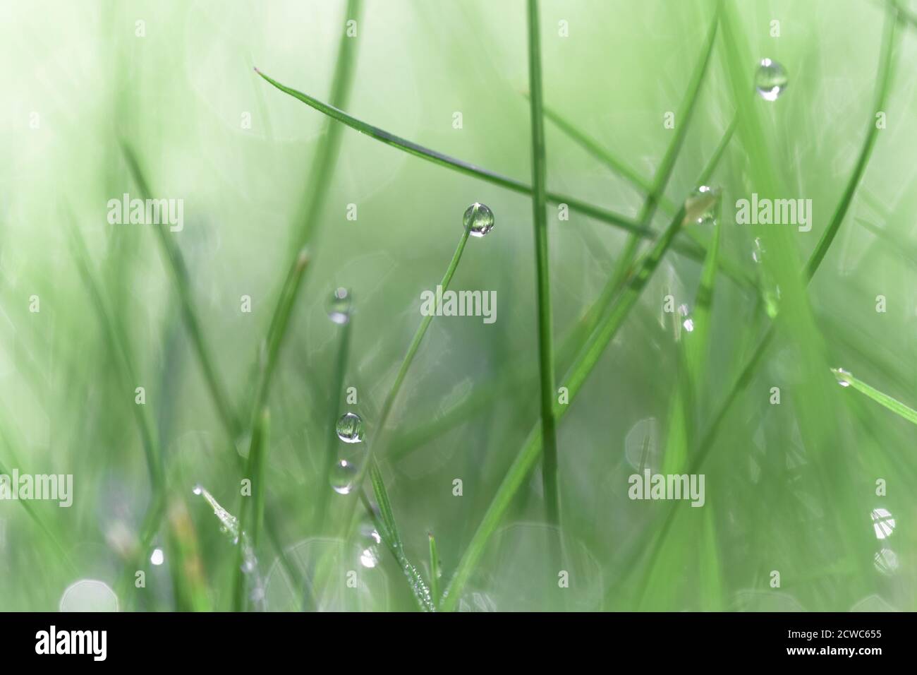 Dew drops on grass, macro photography Stock Photo - Alamy