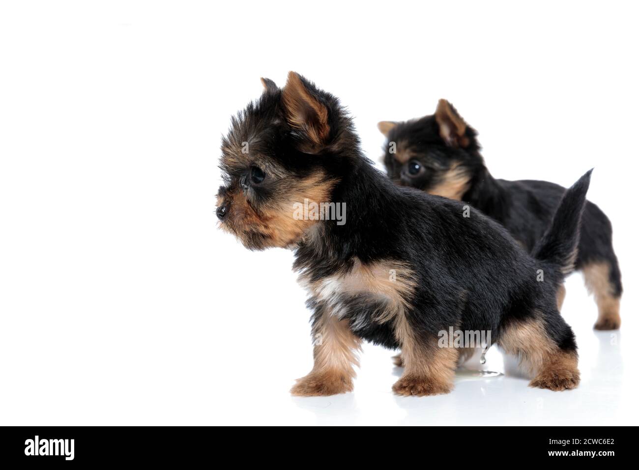 Do Yorkies Do Better In Pairs