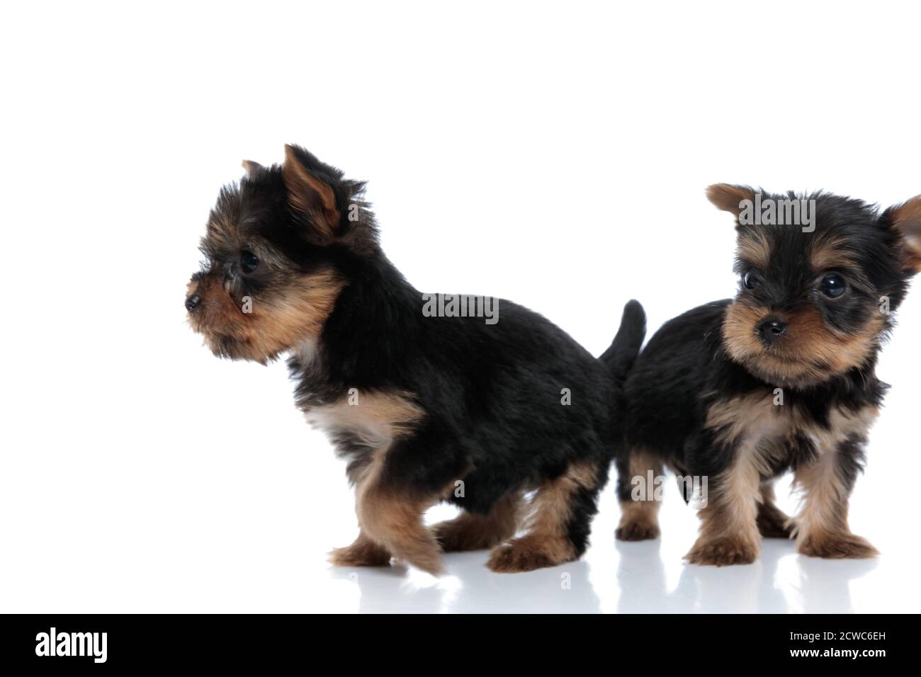 Are Yorkies Better In Pairs