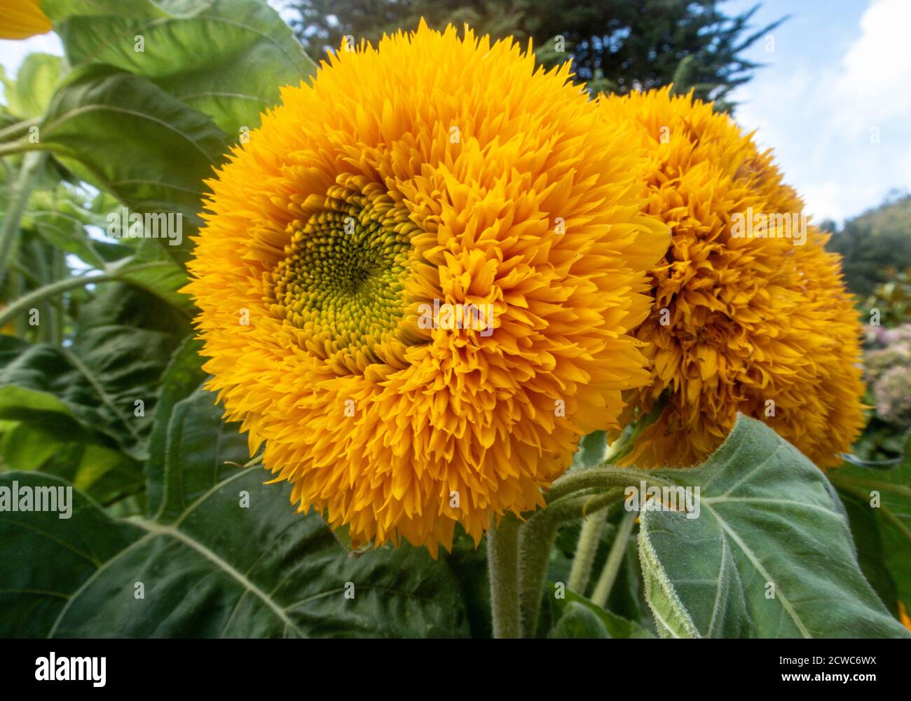Sunflower Teddy Bear, a dwarf variety growing in a pot container Stock