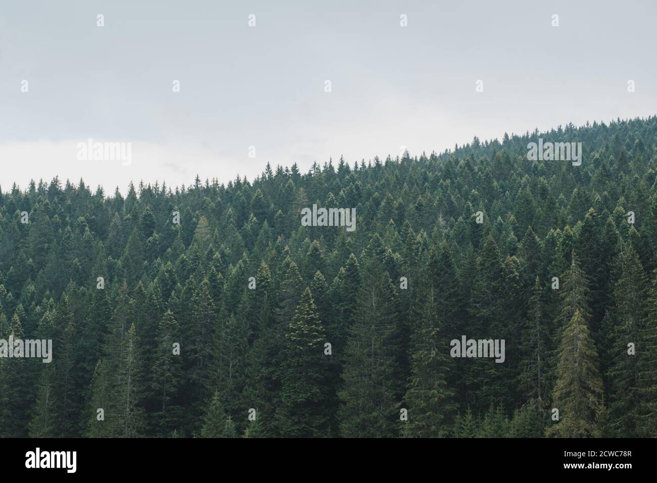 Misty landscape fir forest hi-res stock photography and images - Alamy