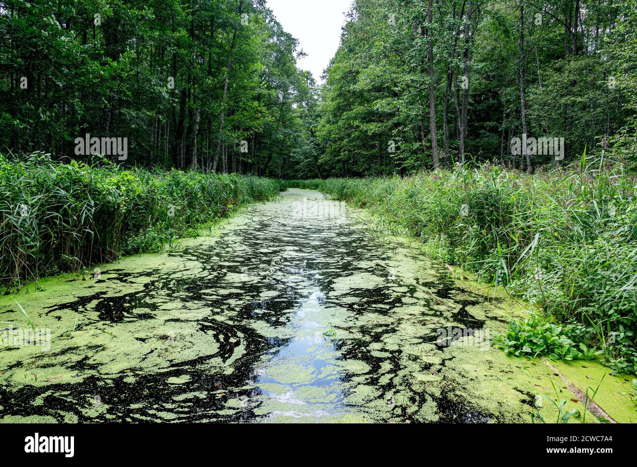 River covered in green seaweed in the middle of the forest. Stock Photo