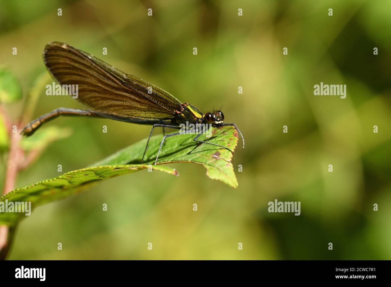 Willow emerald damselfly holding a blade of grass above the water by ...