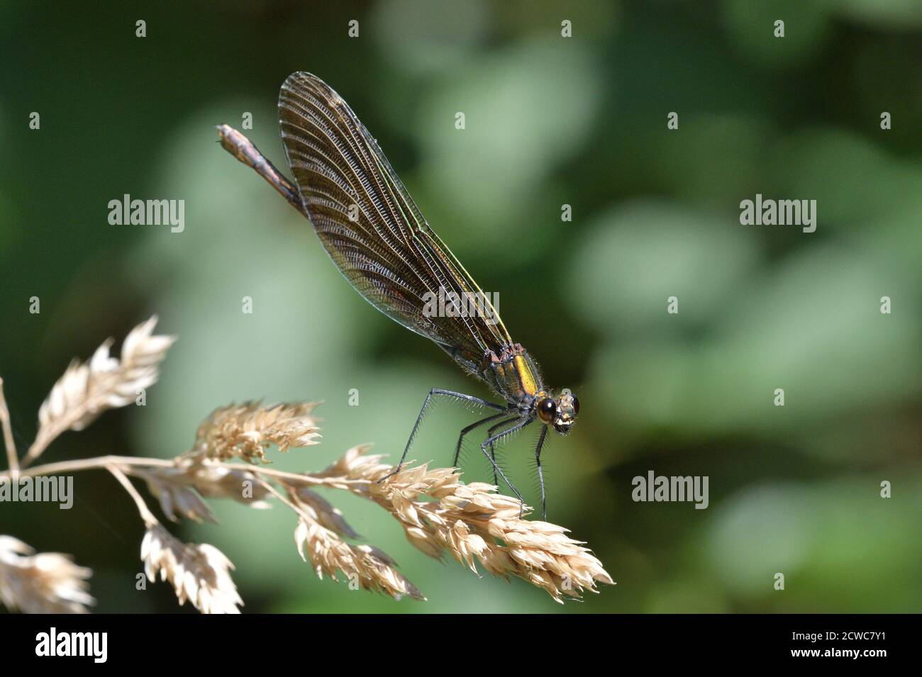 Willow emerald damselfly holding a blade of grass above the water by ...