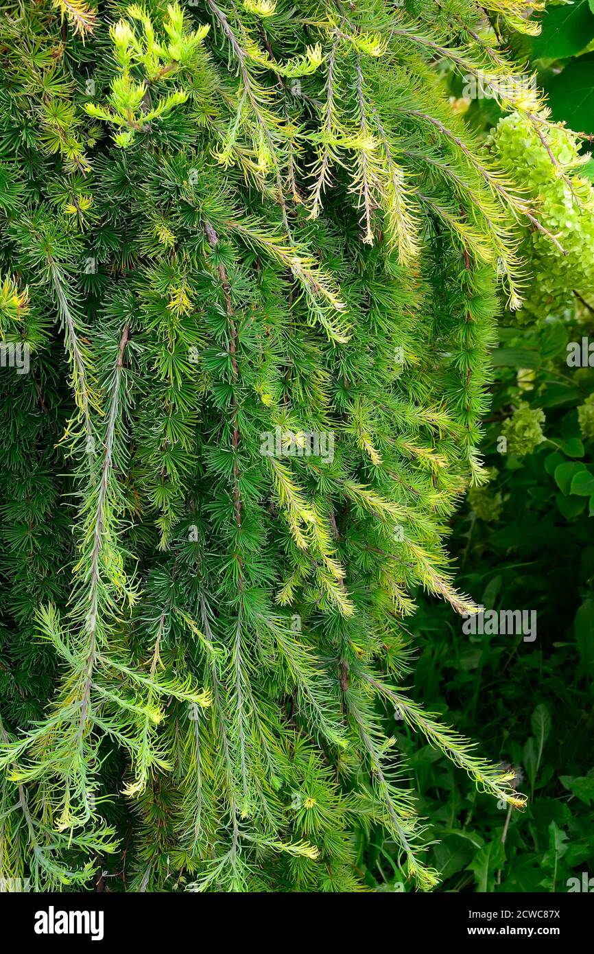 Soft fluffy branches of ornamental coniferous tree weeping larch (Larix decidua Pendula) - needles texture. Beautiful decorative plant on stam for lan Stock Photo