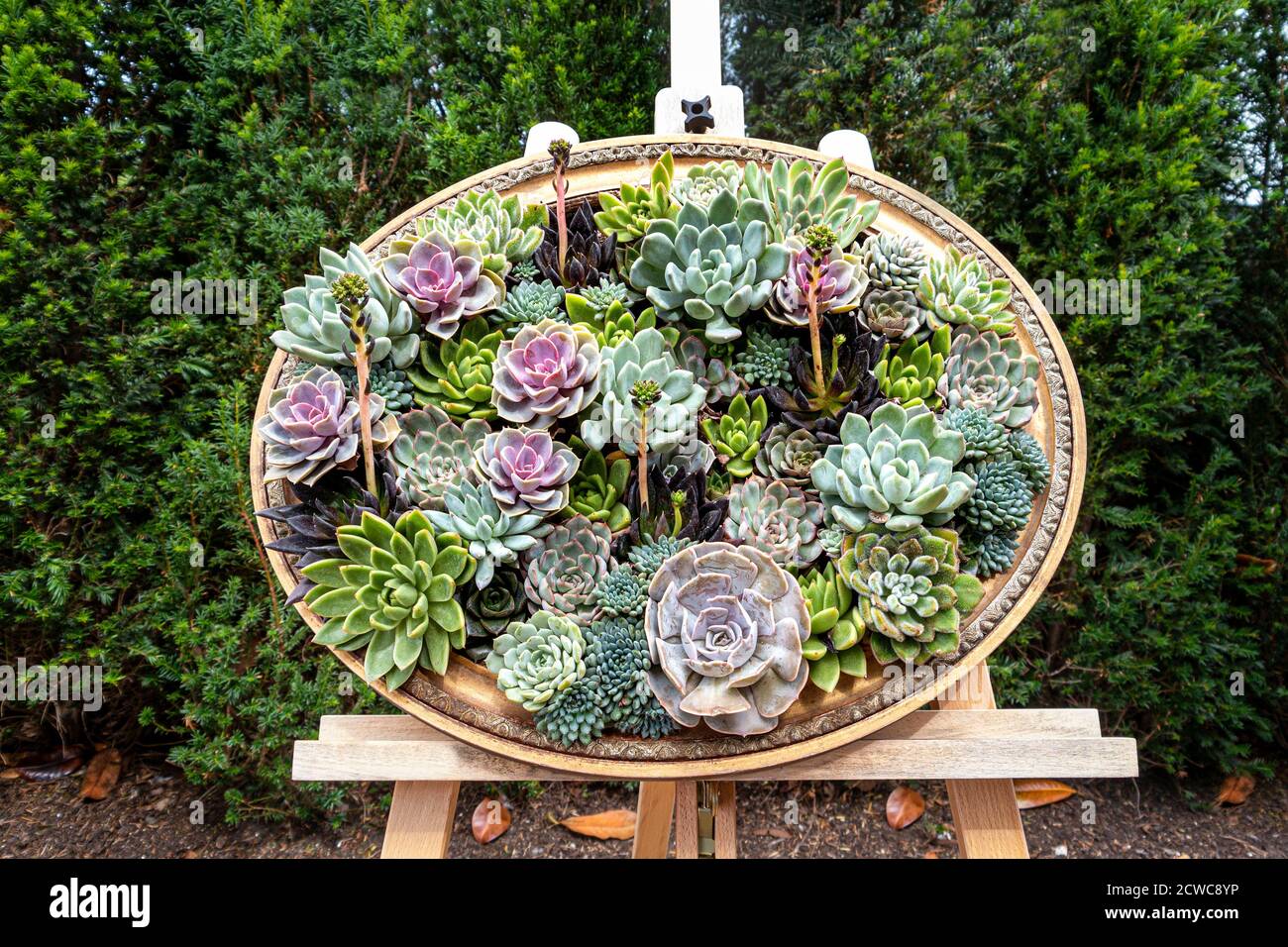 Sempervivum tectorum, common houseleek, display framed as garden art , species of flowering plant in family Crassulaceae, native to southern Europe, Stock Photo