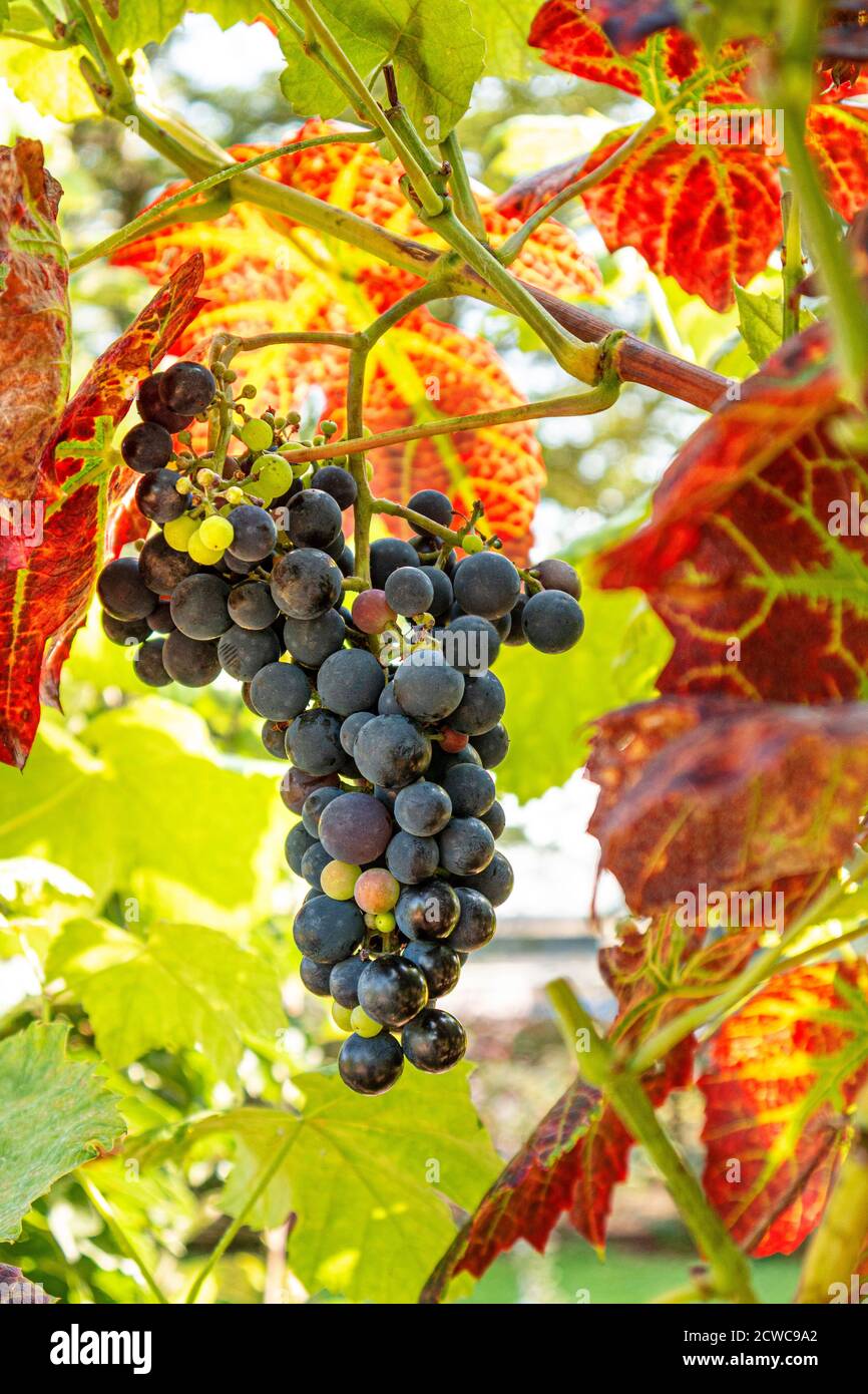 Schuyler ripe grapes, a blue-skinned hybrid wine & table grape created by crossing red Vitis vinifera Zinfandel with Vitis labrusca hybrid Ontario. Stock Photo