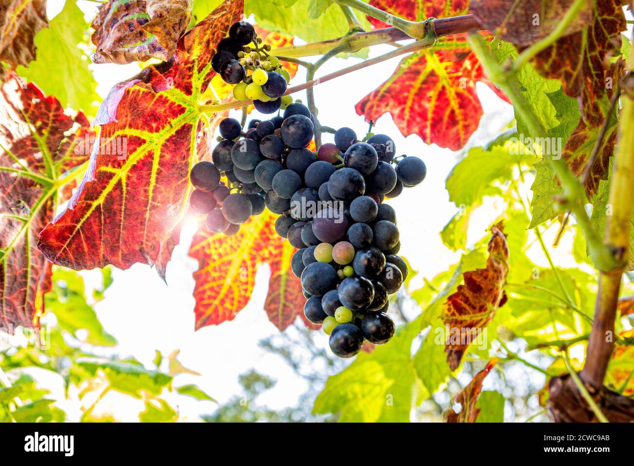 Schuyler ripe grapes UK, a blue-skinned hybrid wine & table grape created by crossing red Vitis vinifera Zinfandel with Vitis labrusca hybrid Ontario. Stock Photo