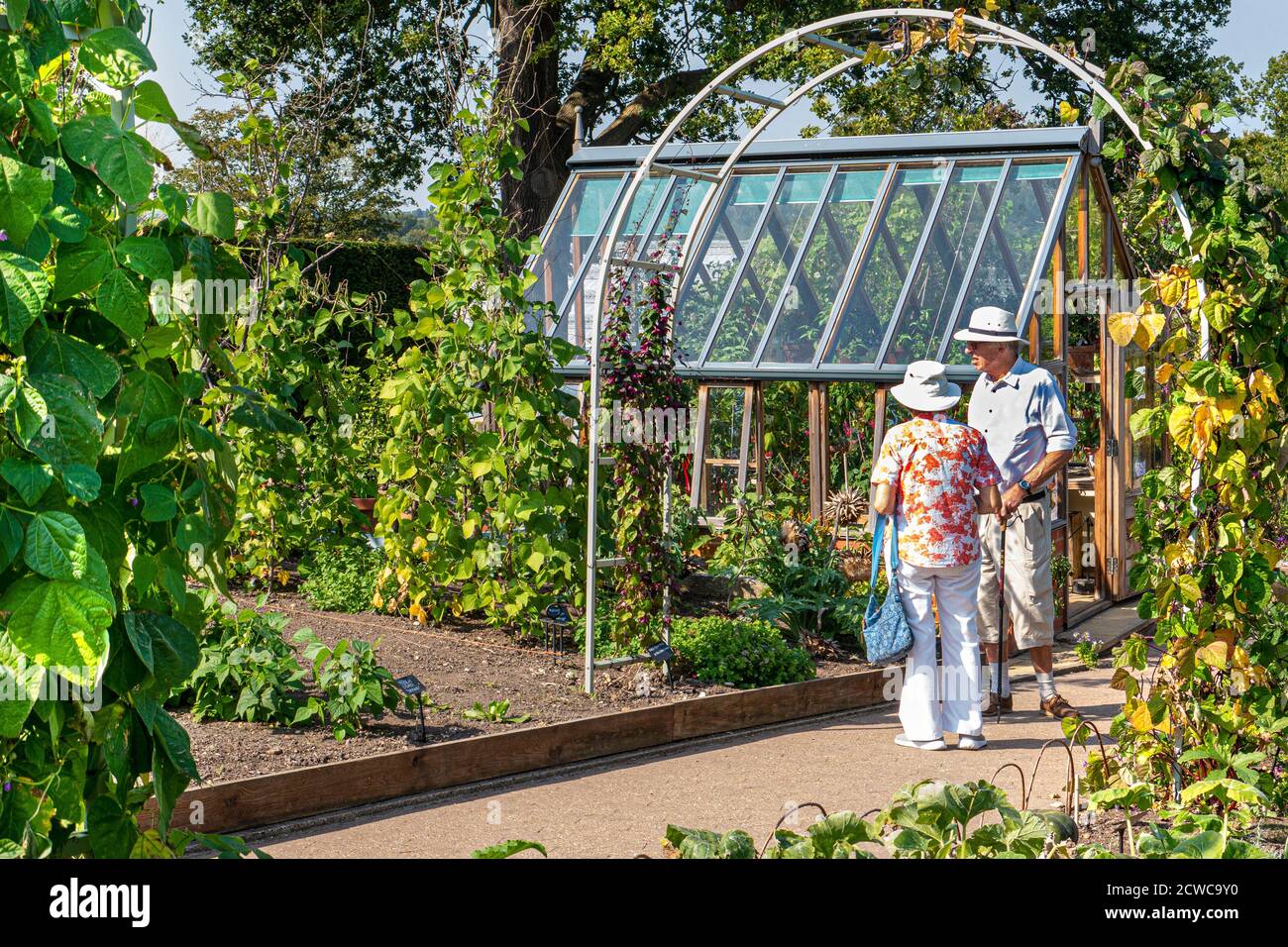Mature couple horticulture hobby gardeners study the French bean planting area in display vegetable garden, with traditional wooden greenhouse behind Surrey UK Stock Photo