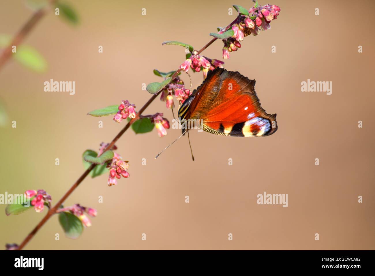 Common european peacock butterfly with smooth bokeh background Stock Photo