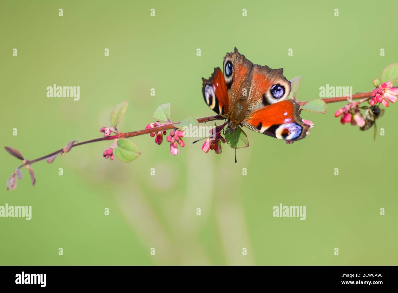 Common european peacock butterfly with smooth bokeh background Stock Photo