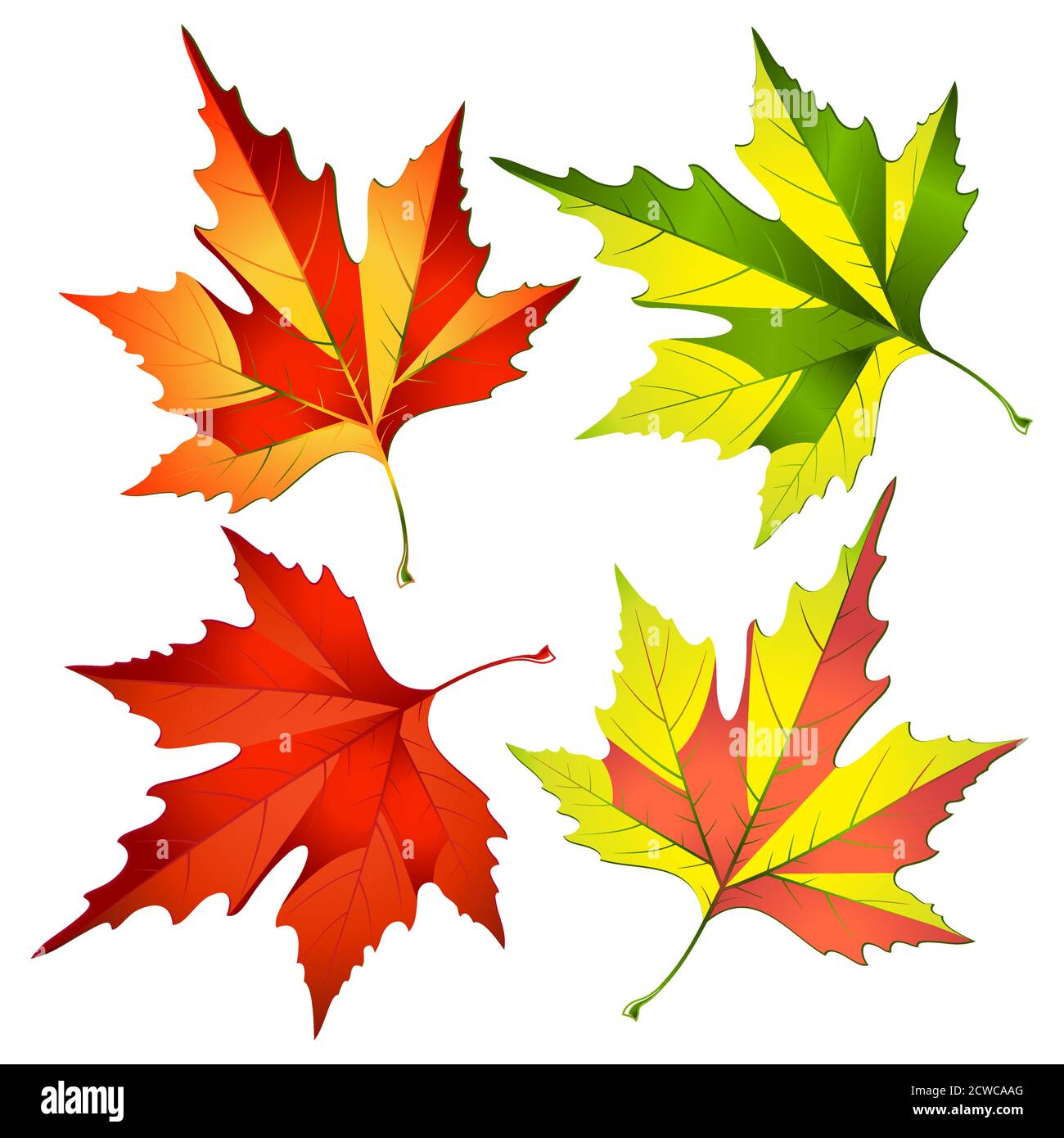 Autumn maple leaves isolated on white background Stock Vector Image ...