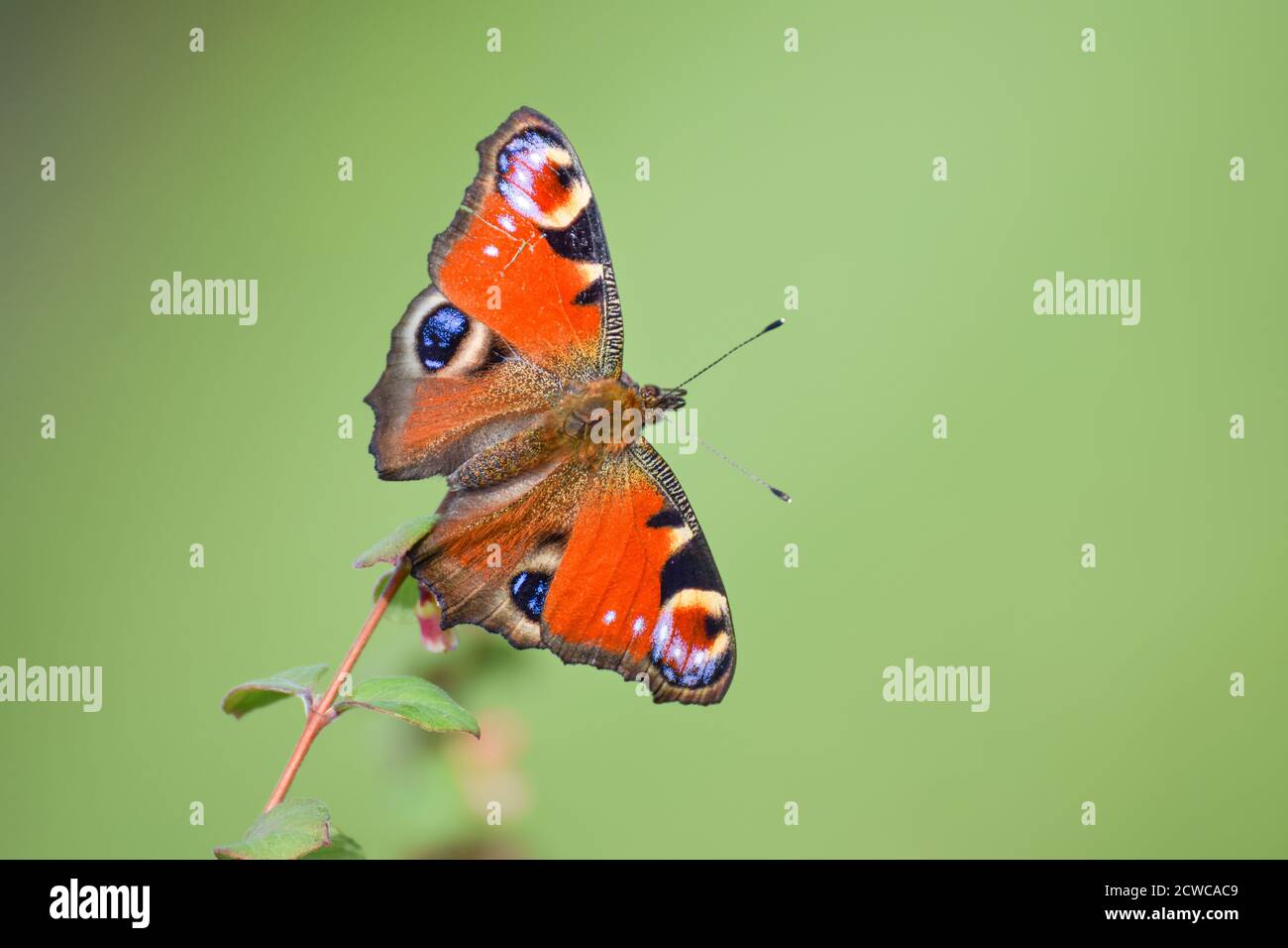 Common european peacock butterfly with smooth bokeh background Stock Photo