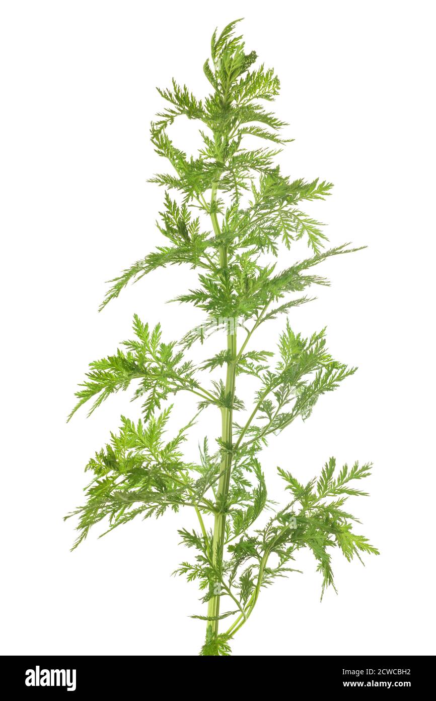 Artemisia annua plant isolated on white background Stock Photo - Alamy