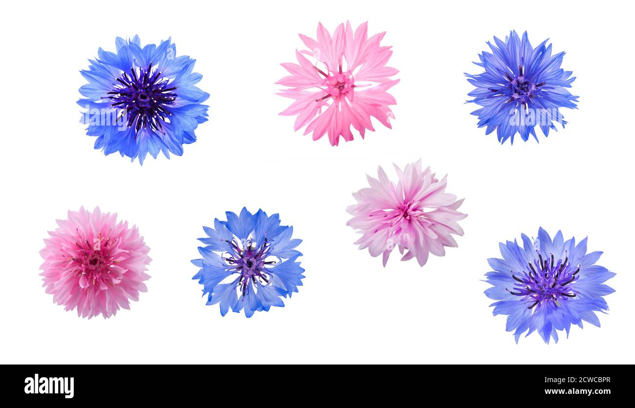 Blue and pink Cornflowers isolated on white Stock Photo