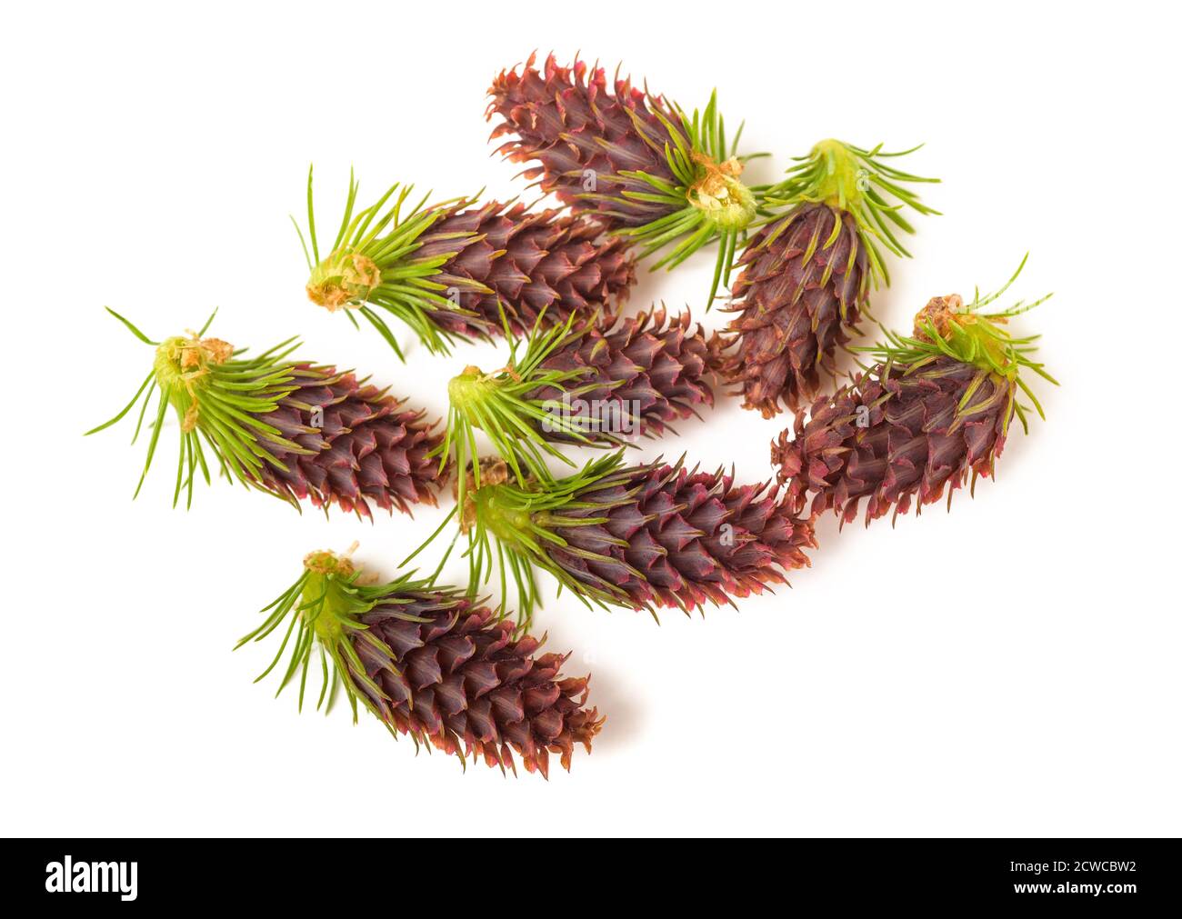 Female Larch cones isolated on white background Stock Photo