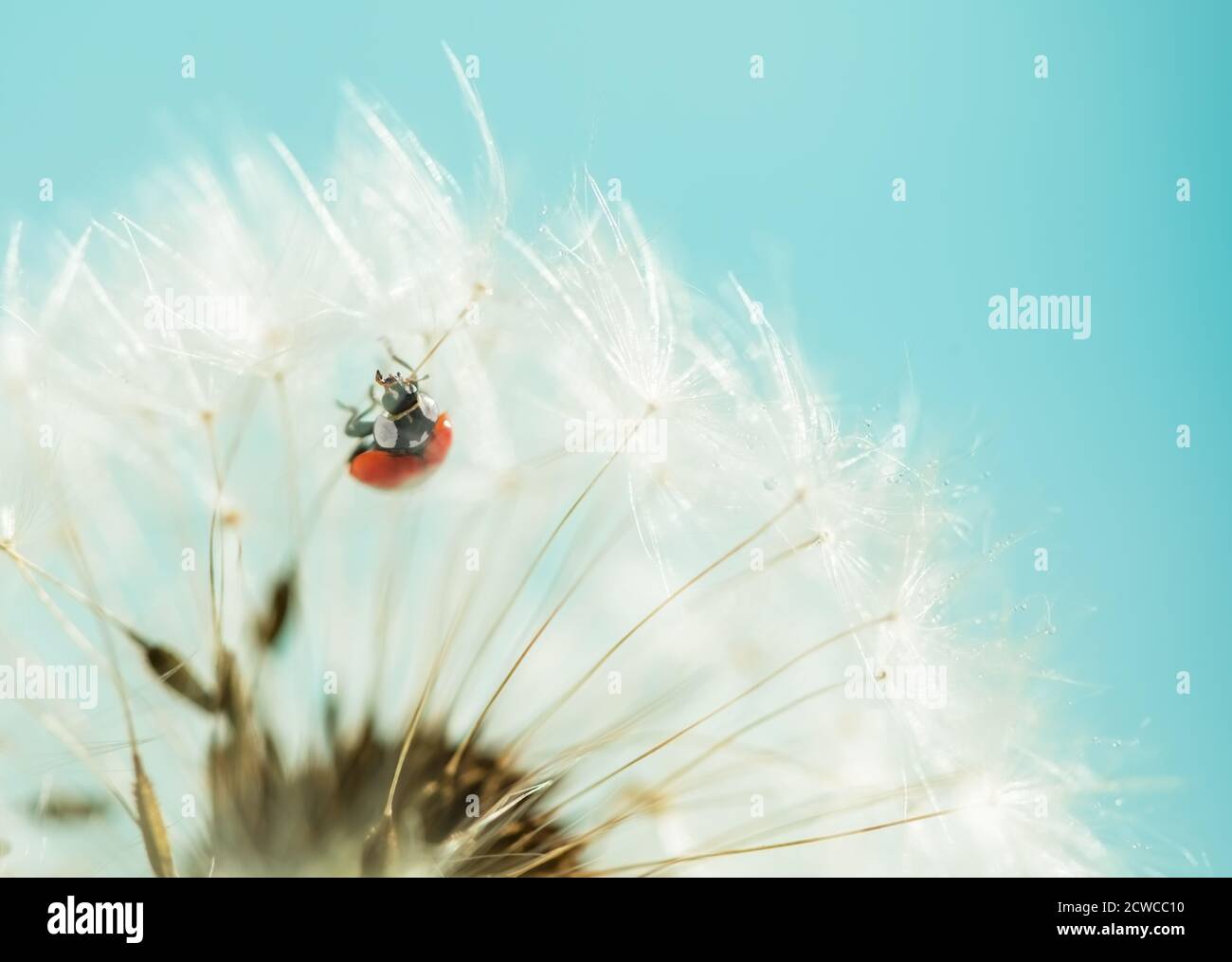 red ladybug on white dandelion. macro photo Stock Photo