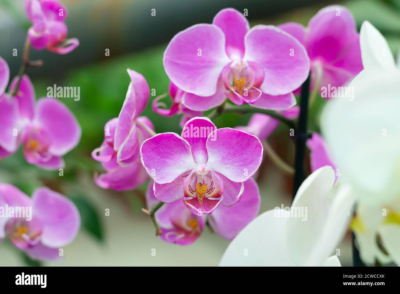 Branch of purple orchid flower phalaenopsis in tropical garden close-up Stock Photo