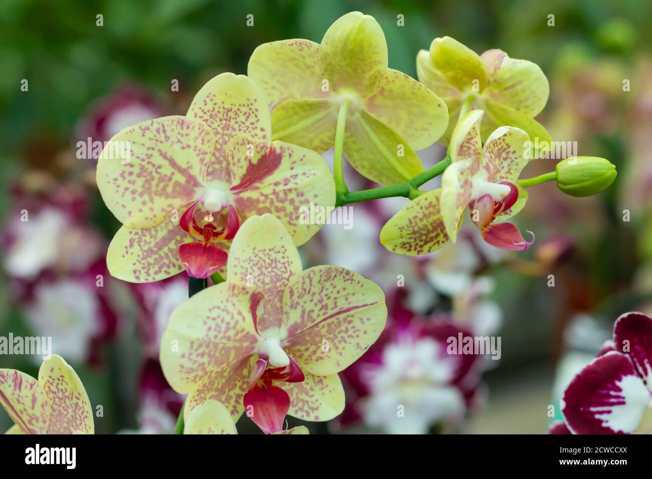 Branch of yellow orchid flower in greenhouse or tropical garden close-up Stock Photo