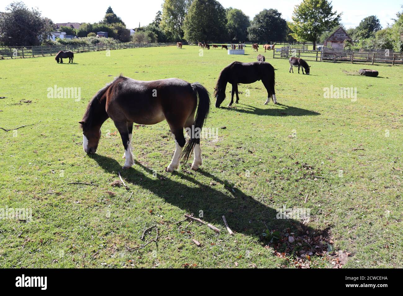 Horses grazing on grass on farm with livestock animals in the background. Stock Photo