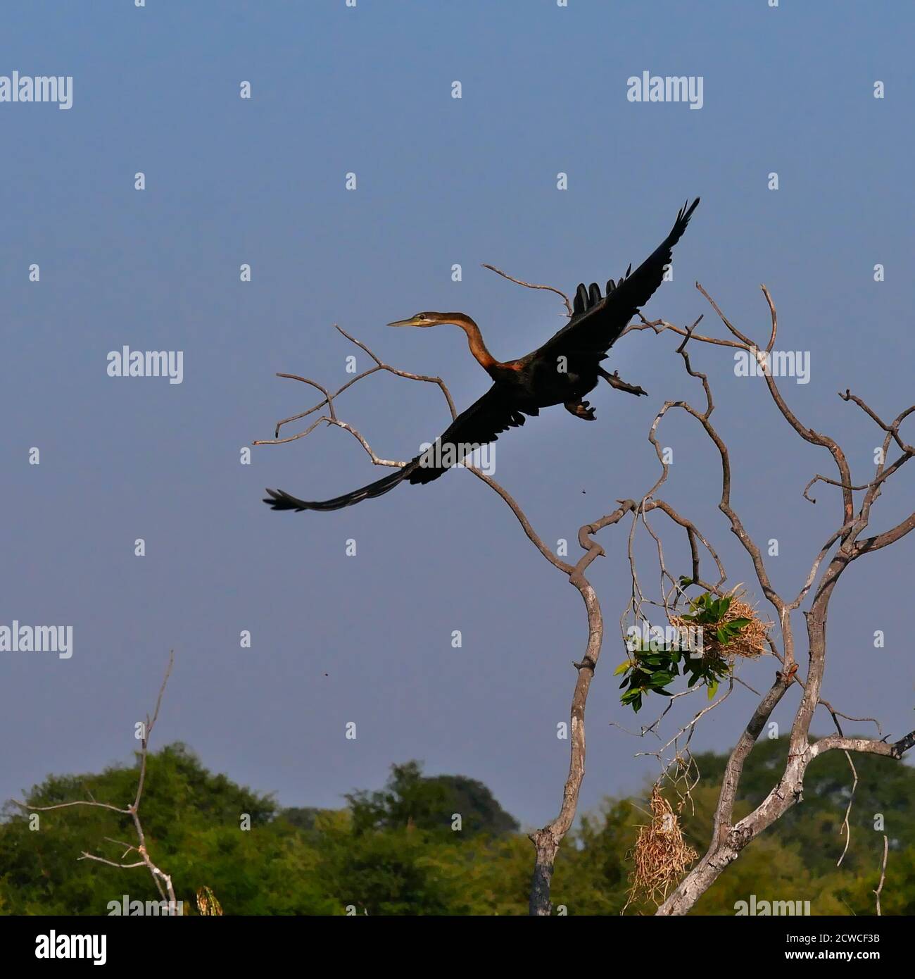 African darter (anhinga rufa, snakebird) with black plumage lifting off a dead tree with nests hanging on it at the bank of Okavango river, Namibia. Stock Photo