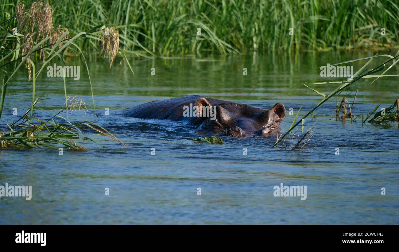 Single hippo (hippopotamus, hippopotamus amphibius) in the water observing the surroundings in Okavango river in Bwabwata National Park, Namibia. Stock Photo