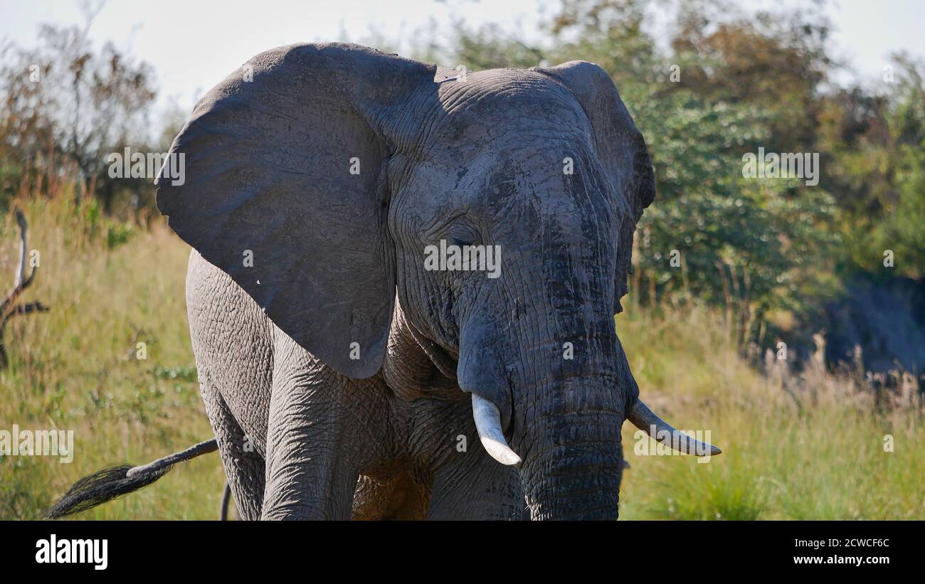 Front view of one big full-grown female African elephant with large tusks on safari in Bwabwata National Park, Caprivi Strip, Namibia, Africa. Stock Photo