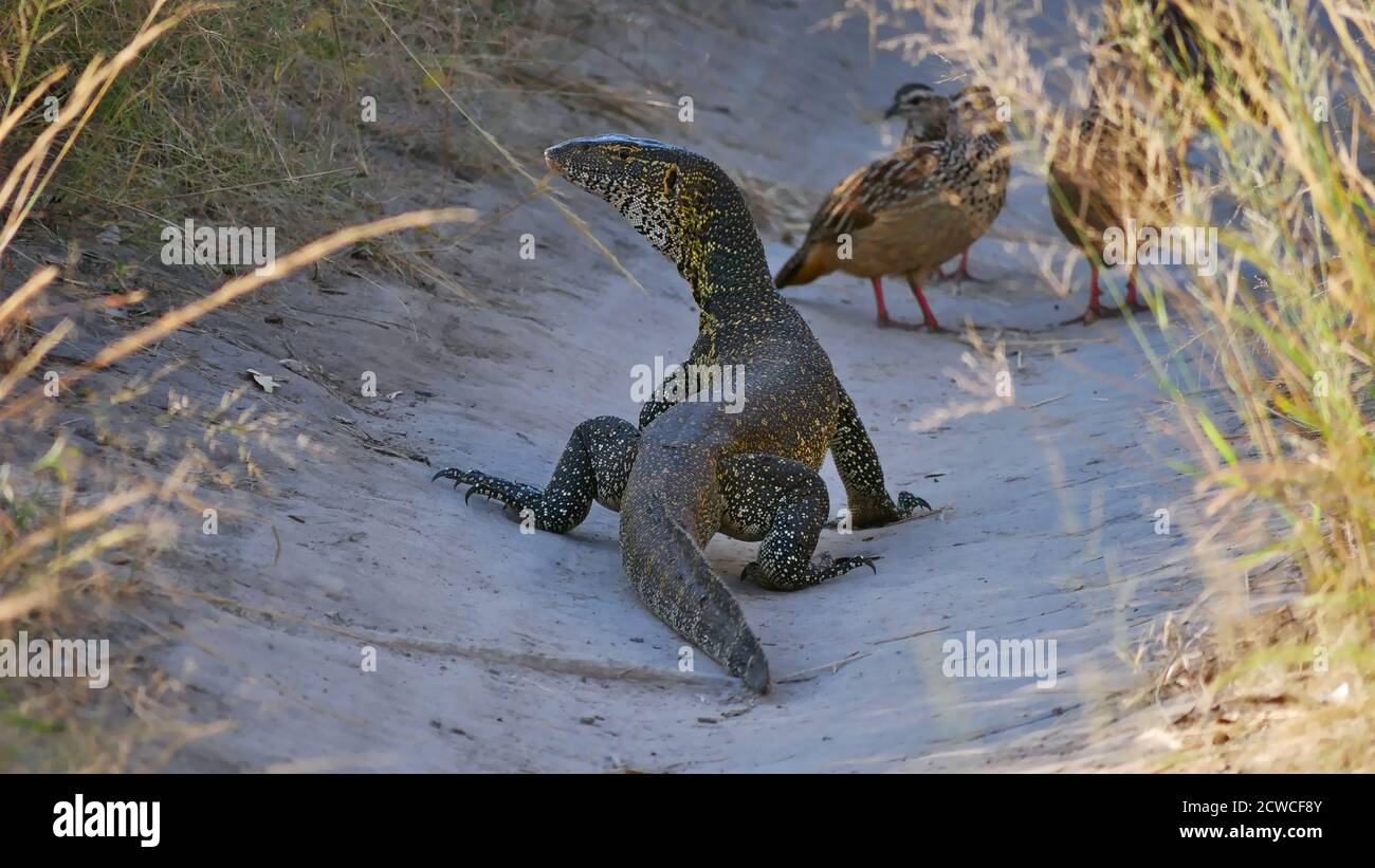 Yellow dotted nile monitor (varanus niloticus) creeping in a hollow with crested francolin birds (dendroperdix sephaena) in Bwabwata National Park. Stock Photo
