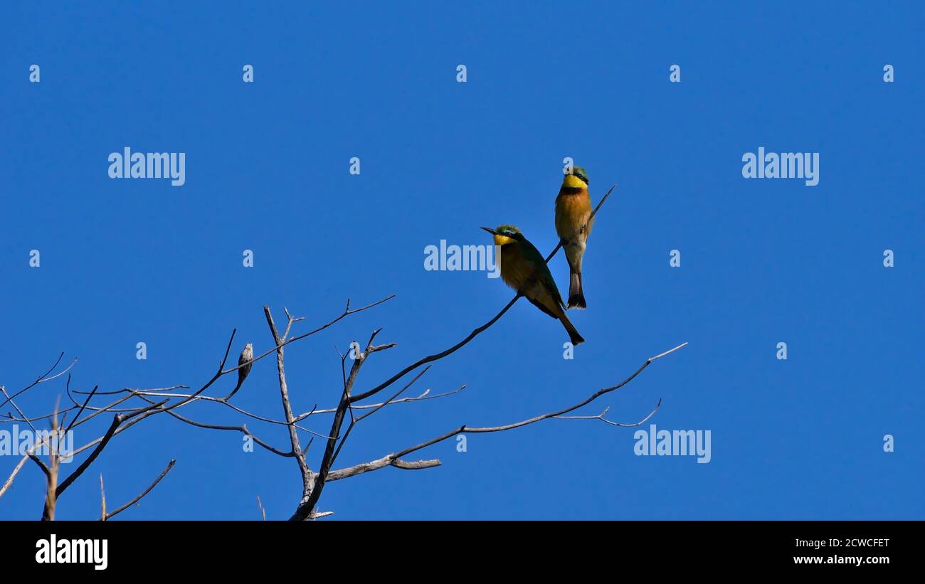 Two little bee-eater birds (merops pusillus) with yellow plumage sitting on a branch of a dead tree at the bank of Kwando River, Bwabwata NP. Stock Photo