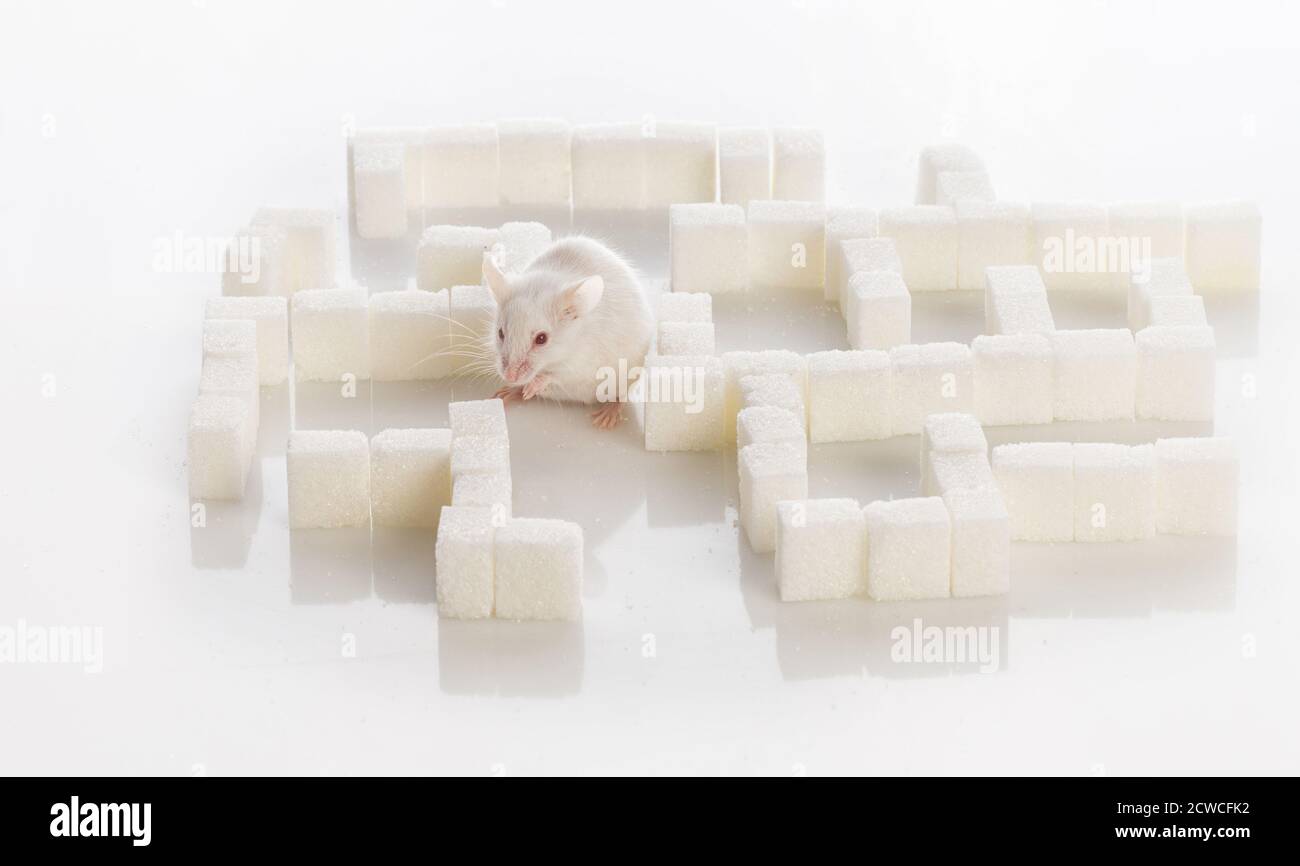 white laboratory mouse in a maze of sugar cubes, diabetes concept Stock Photo