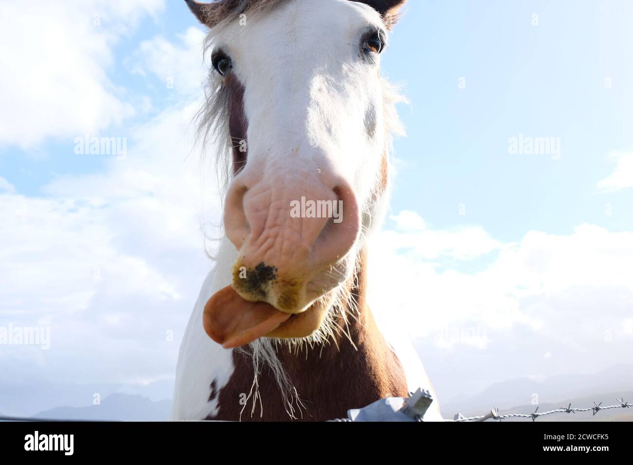 Horse with tongue sticking out Stock Photo
