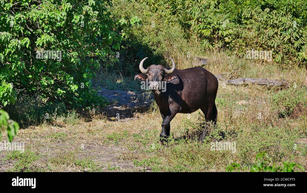 Insatiable funny looking African buffalo (cape buffalo, syncerus caffer) with big antlers and blades of grass in mouth and nostril. Stock Photo