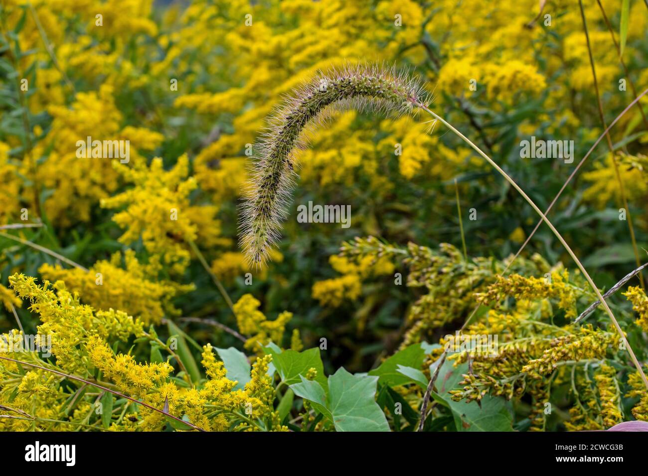 Japanese bristle-grass, nodding bristle-grass, Chinese foxtail, Chinese millet, giant-foxtail or nodding foxtail in field of goldenrod. Stock Photo