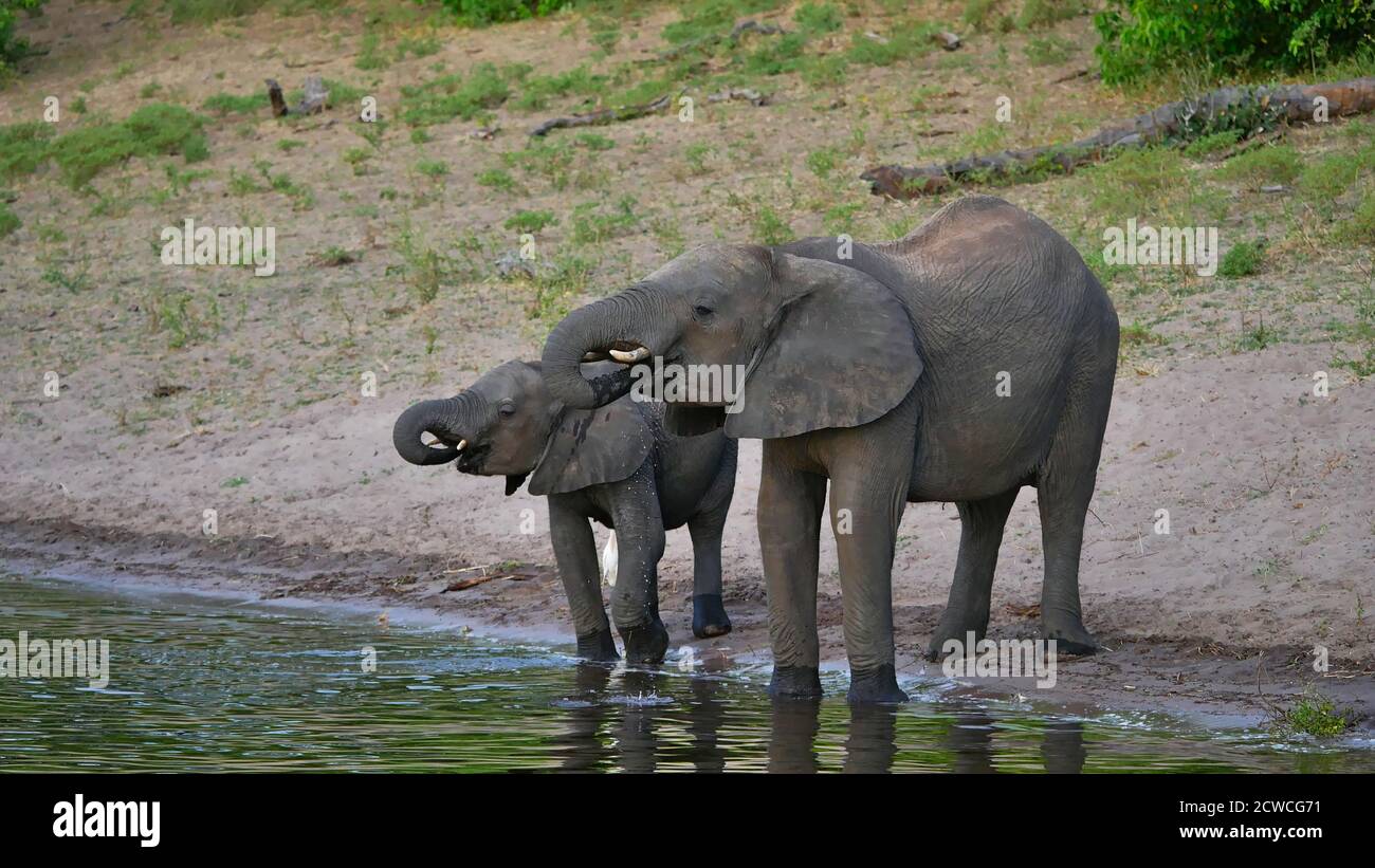 Cute scene with little African elephant (loxodonta) drinking water synchronously to its mother on the bank of Chobe River, on boat safari, Chobe NP. Stock Photo
