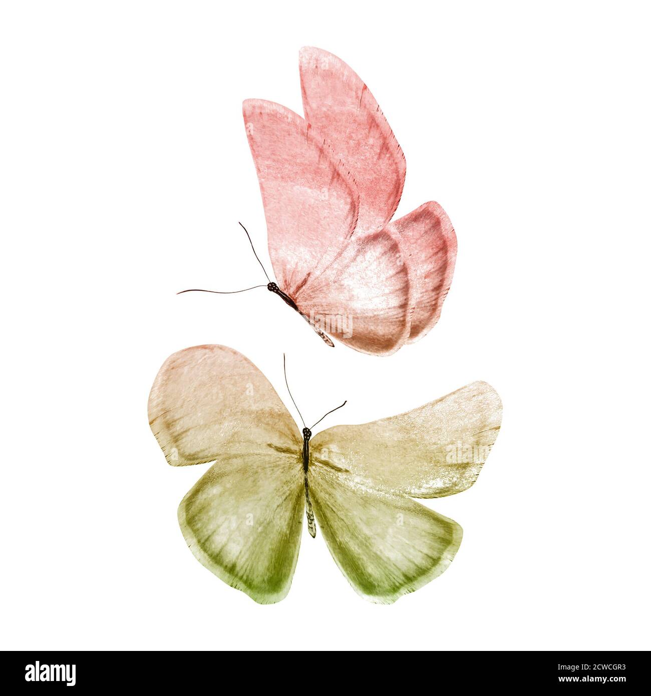 watercolor butterflies isolated on a white Stock Photo - Alamy