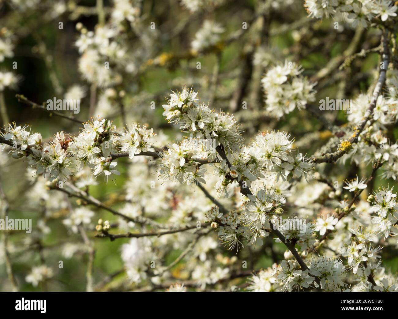 British native blossom tree uk hi-res stock photography and images - Alamy