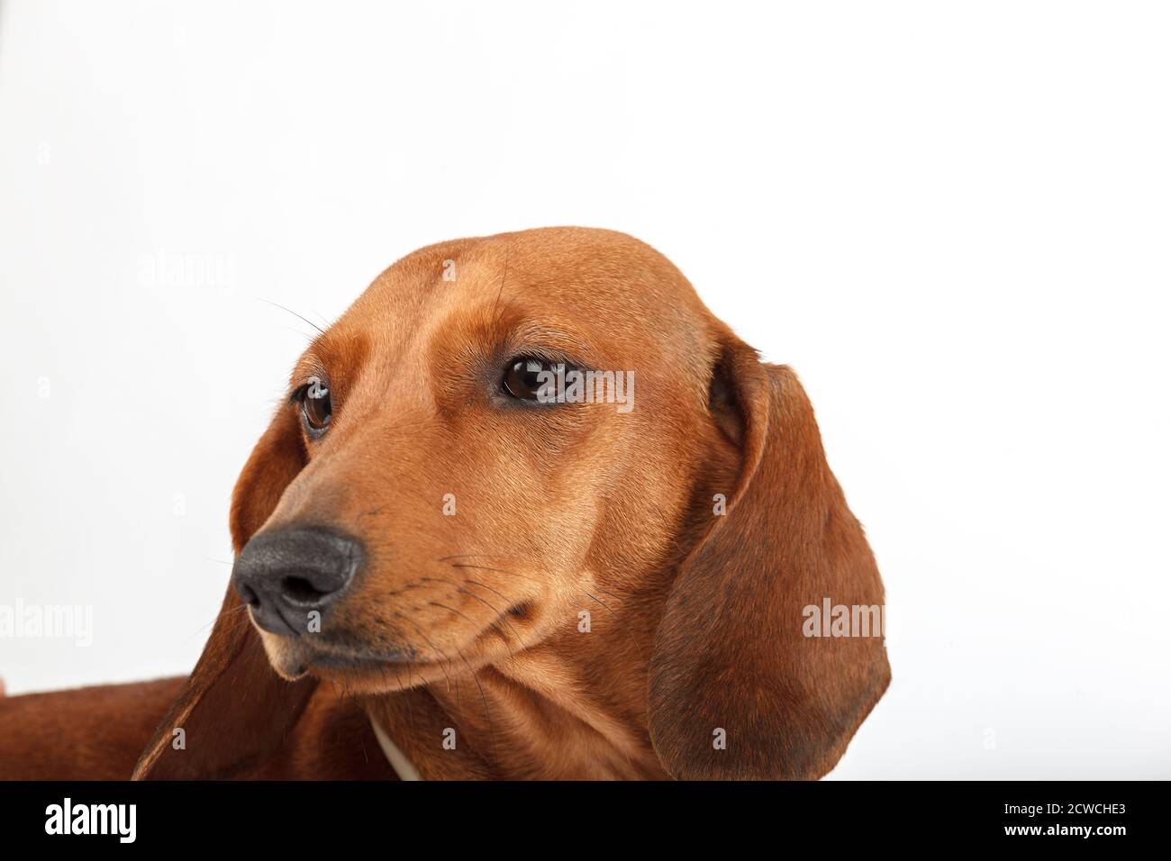 Smooth-haired dachshund, isolated on white background. Red-haired dog. Stock Photo