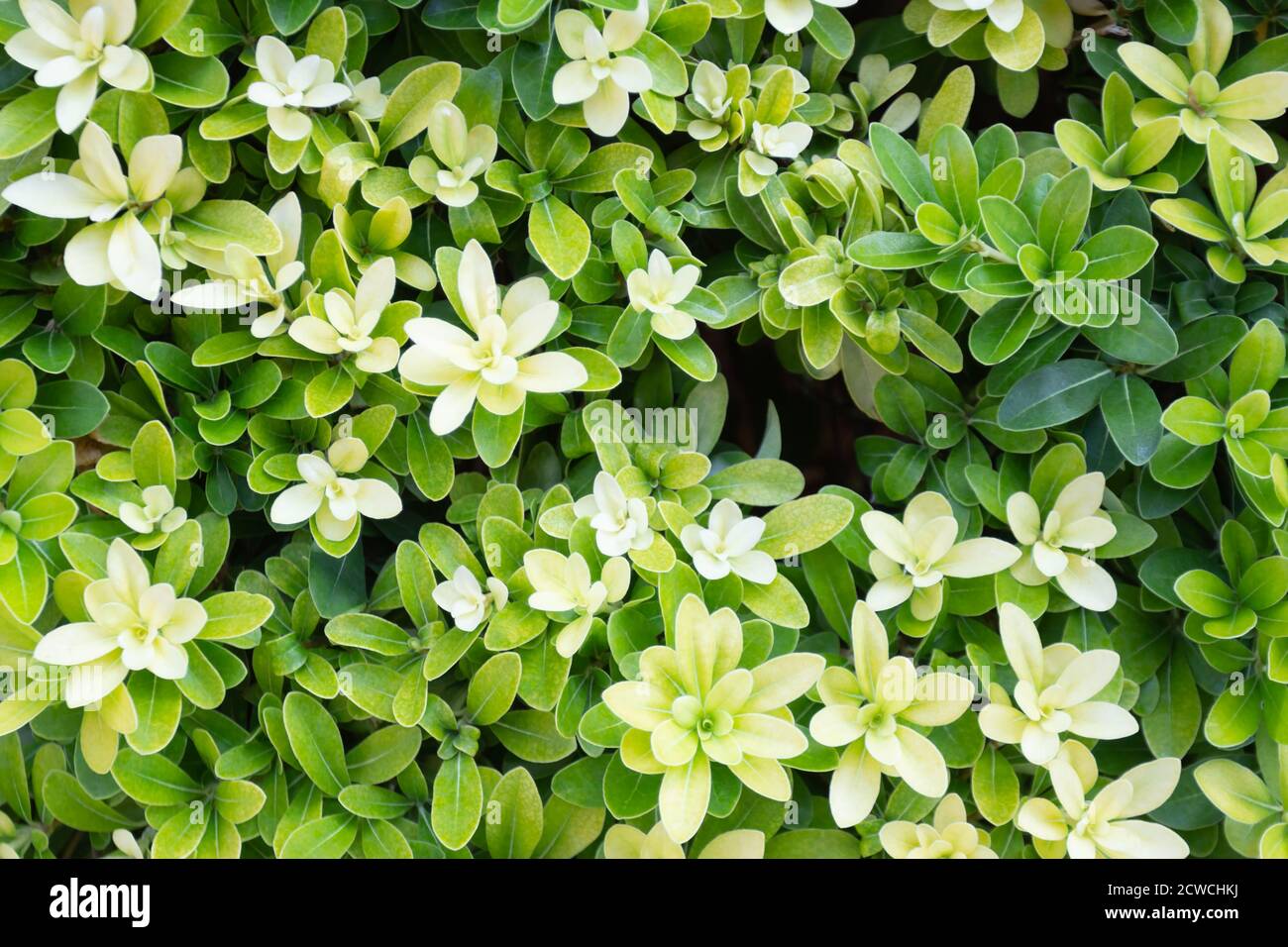 Background of green foliage of tropical plant pittosporum tobira Stock Photo