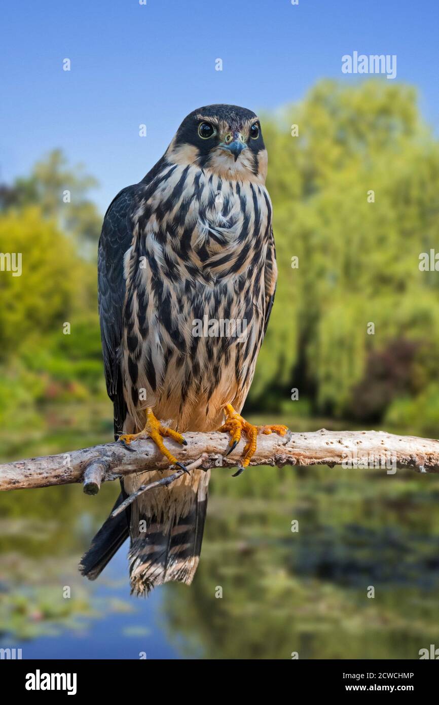 Eurasian hobby (Falco subbuteo) perched in tree near lake in summer Stock Photo