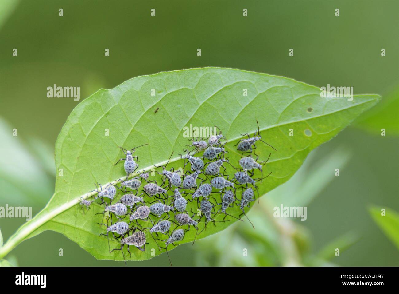 Insects - A group of insect under green leaf Stock Photo