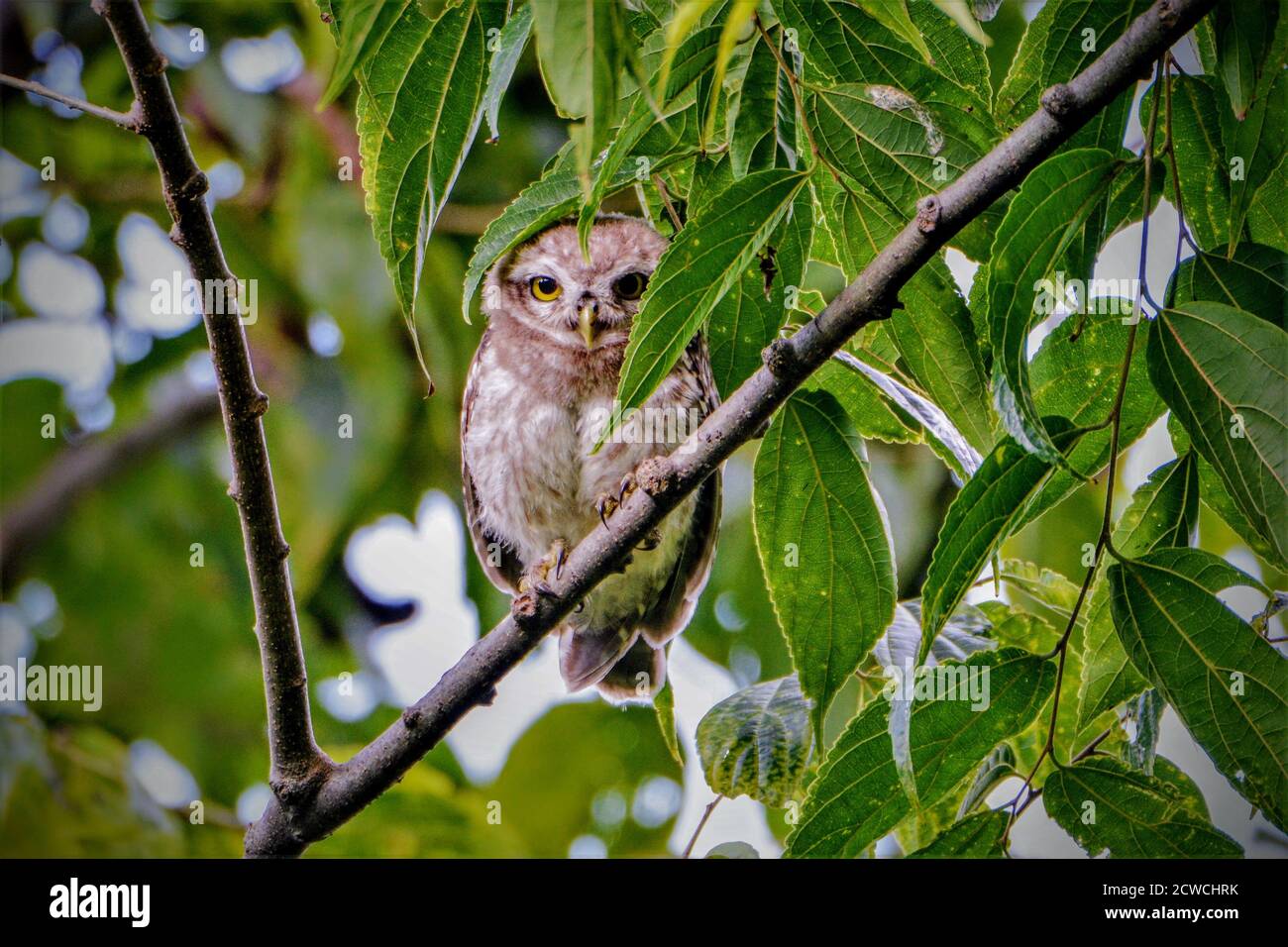 Bird - Spotted owlet on tree branch Stock Photo