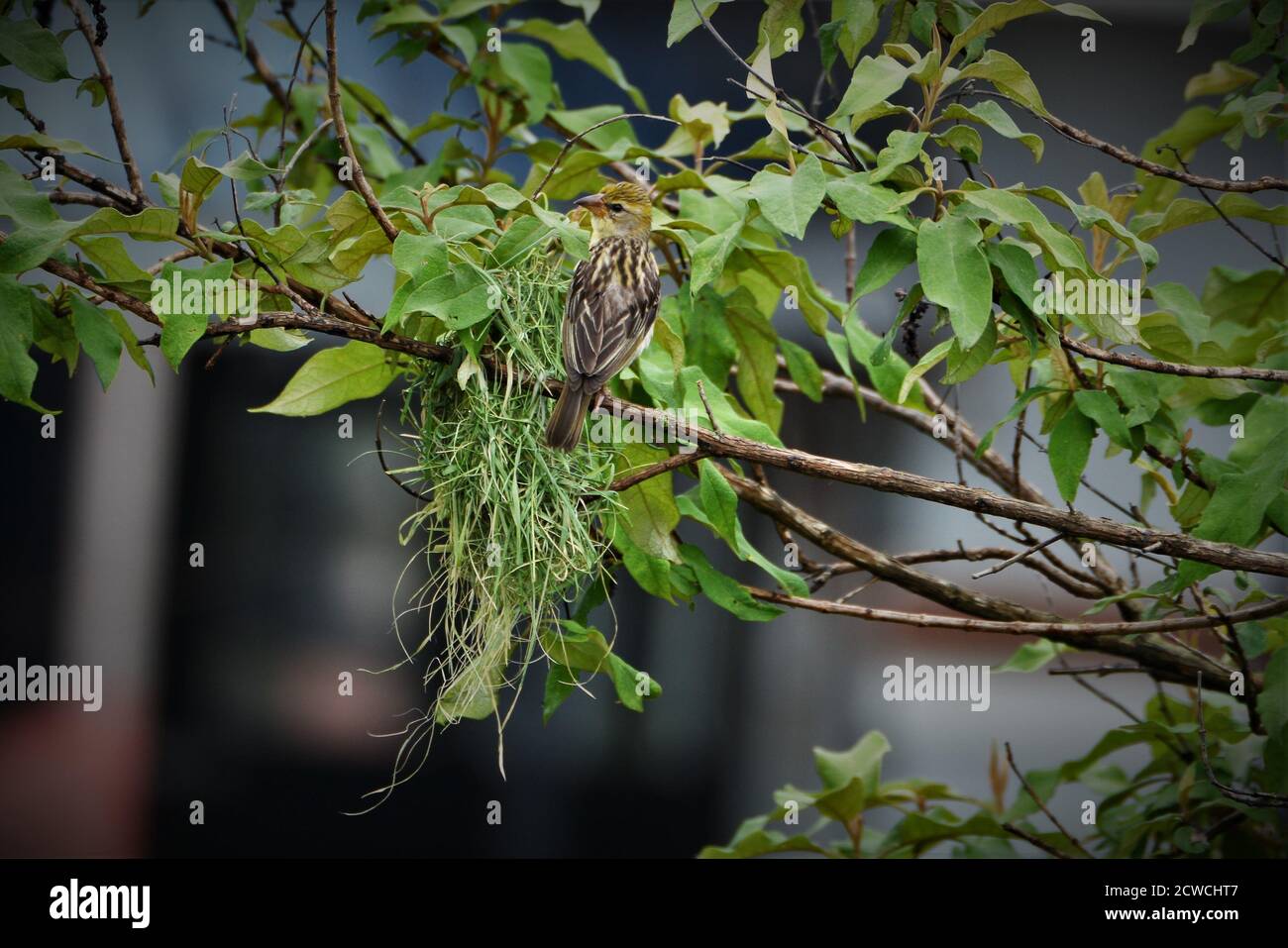 Bird - Baya weaver bird nesting Stock Photo