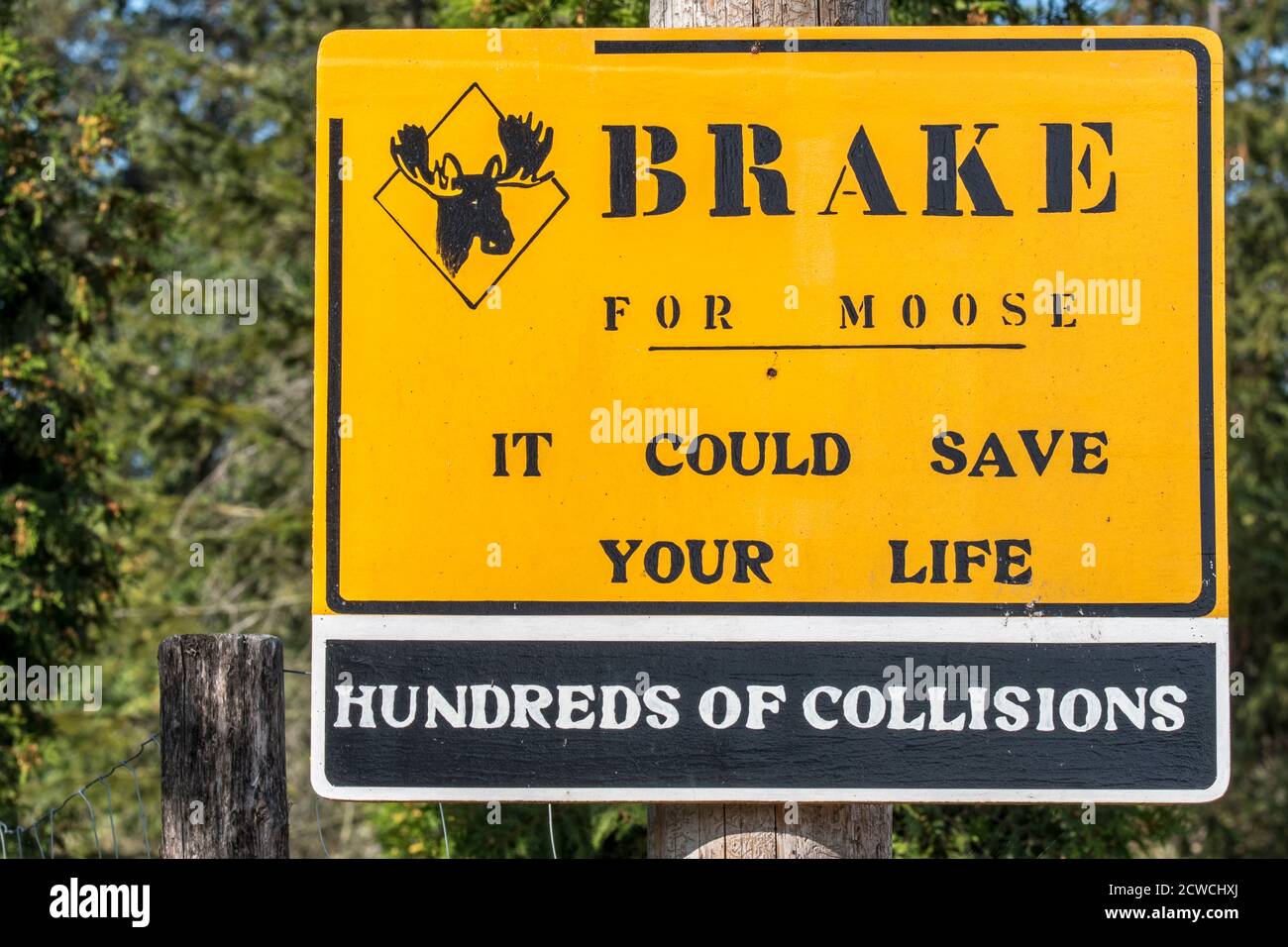 Yellow warning sign for moose (Alces alces) crossing the road causing collisions Stock Photo