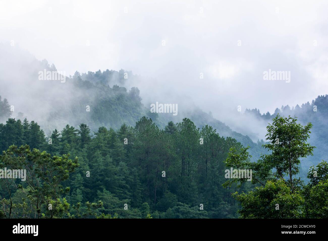 Nature - Green forest with fog Stock Photo