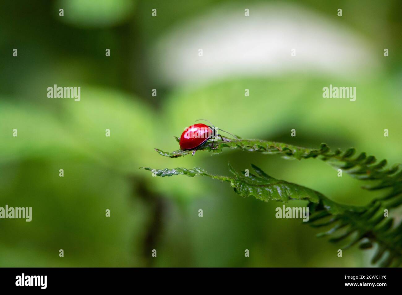 Nature - Red bug on green leaf Stock Photo