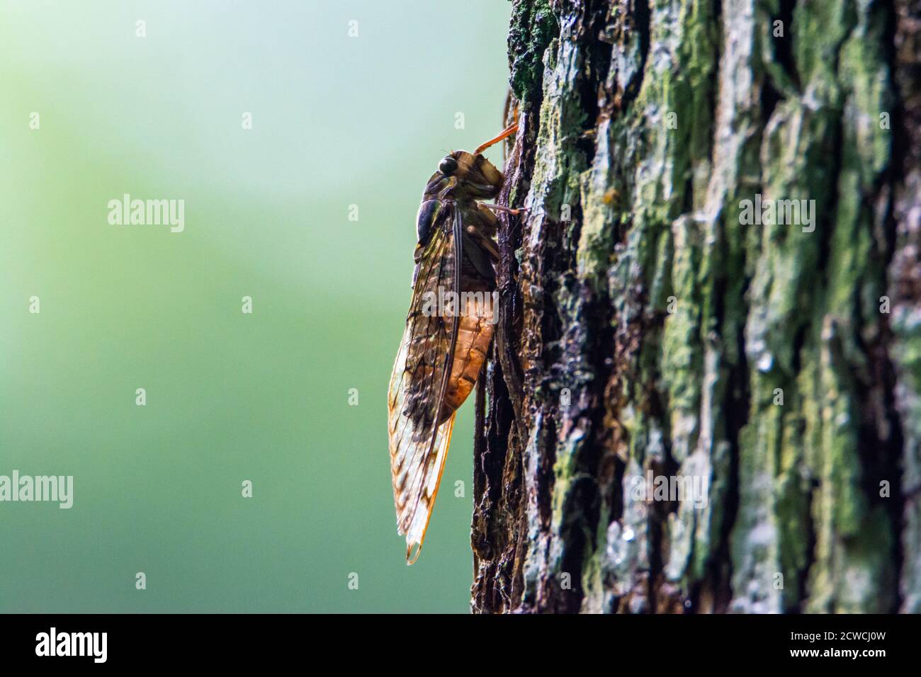 Cicada insect closeup side view, colorful and noisy insect Stock Photo