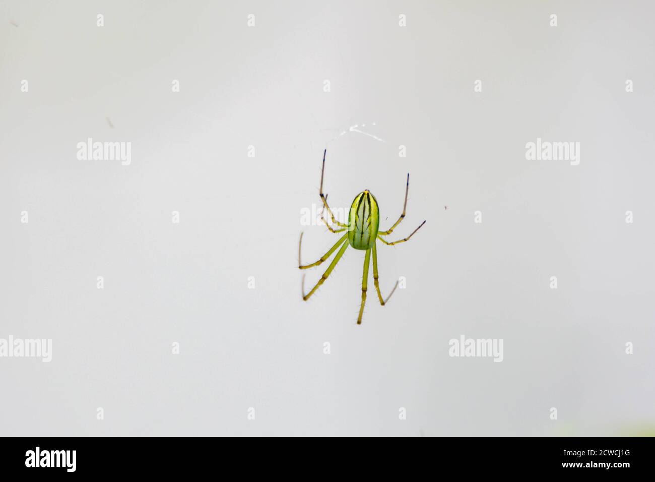 Insect - Green spider on web Stock Photo