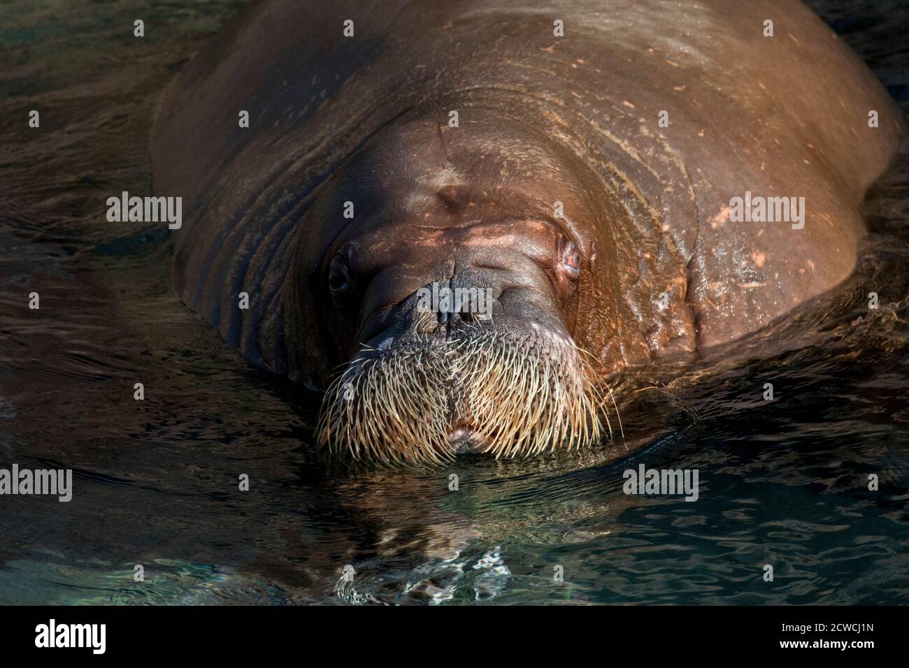 Walrus (Odobenus rosmarus) swimming in water, close up of head showing whiskers / vibrissae Stock Photo