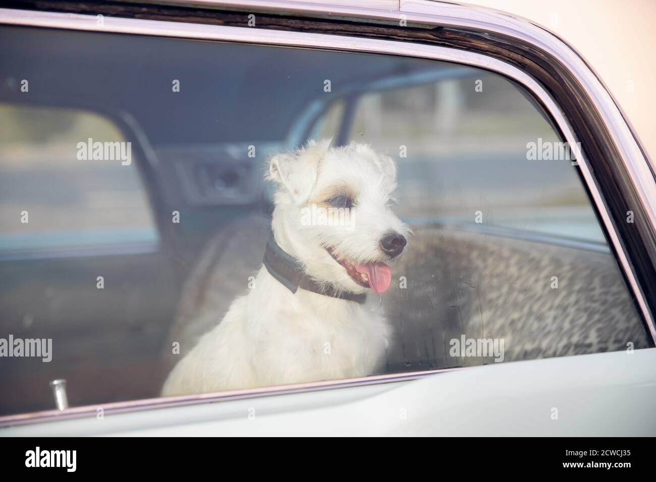 Dog alone is locked in car on heat hot day, howls and whines, asks for